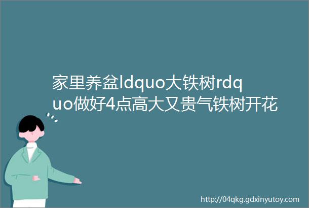 家里养盆ldquo大铁树rdquo做好4点高大又贵气铁树开花好运自来